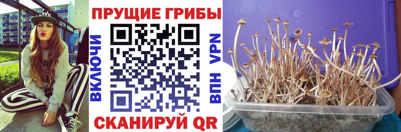 что такое наркотик  Гаврилов-Ям  Галлюциногенные грибы ЛСД 